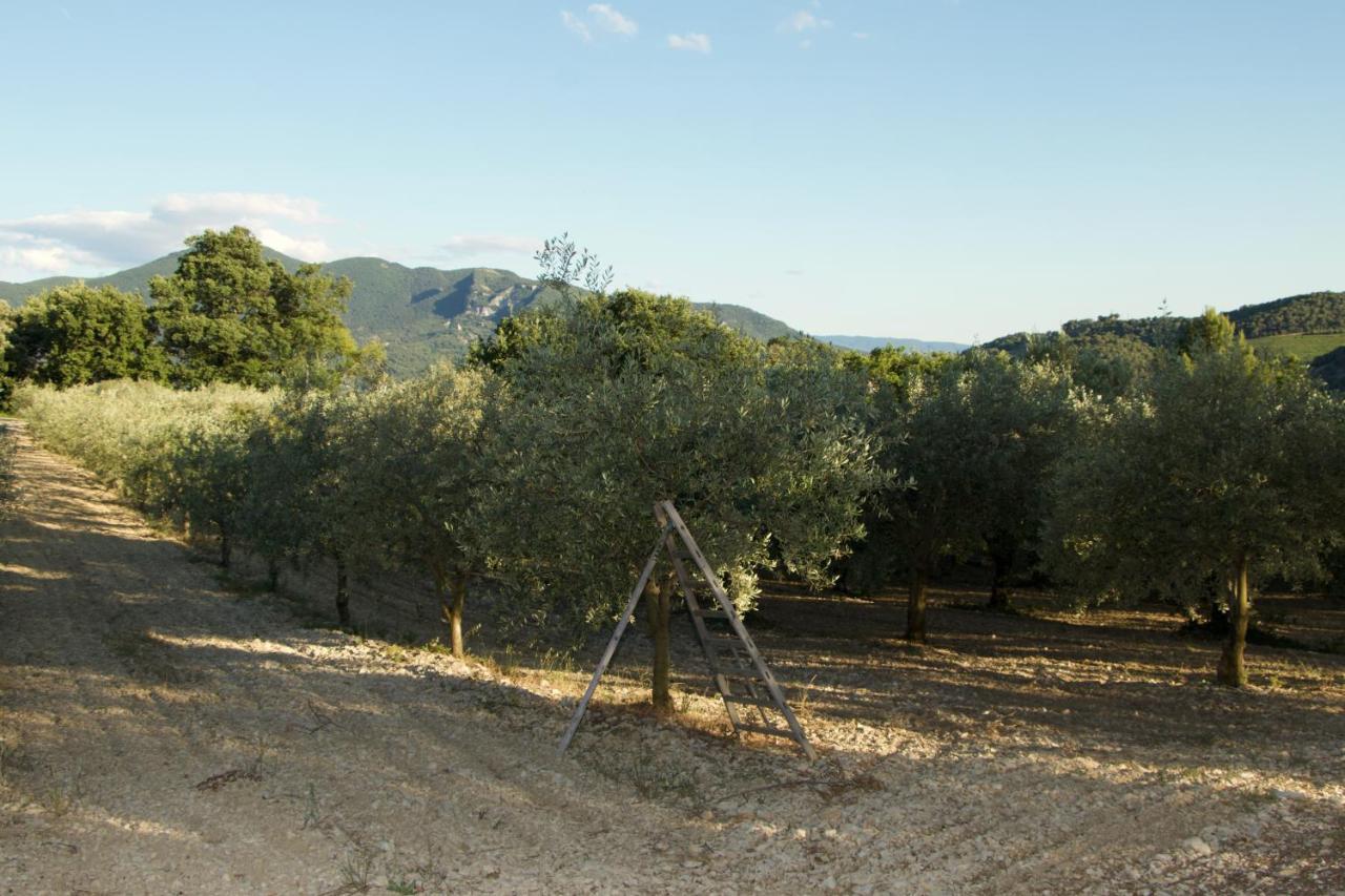 Mas Provencal La Serallere Au Coeur Des Oliviers Venterol  Exteriör bild